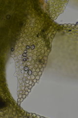 Douinia ovata
