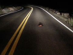 Ursus americanus eremicus