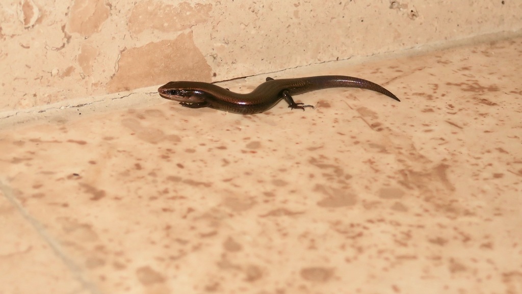 Southern Pigmy Skink