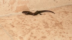 Plestiodon parvulus