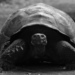Alcedo Volcano Giant Tortoise - Photo (c) Steve Harbula, some rights reserved (CC BY-NC), uploaded by Steve Harbula