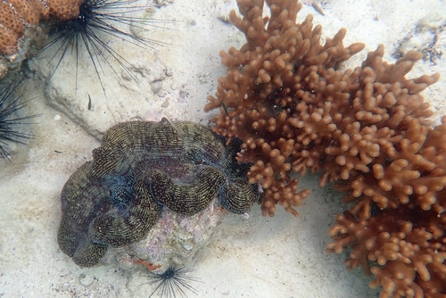 Tridacna squamosa