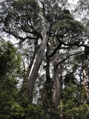 Eucalyptus nitida