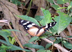 Hypolimnas anthedon anthedon