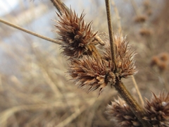Lespedeza tomentosa
