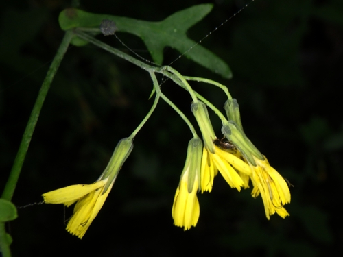 Crepidiastrum chelidoniifolium iNat (3)