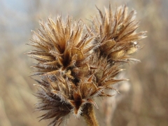 Lespedeza tomentosa