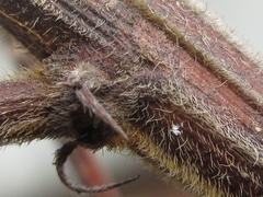Lespedeza tomentosa
