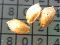 Lespedeza tomentosa
