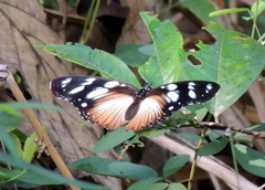 Hypolimnas anthedon anthedon