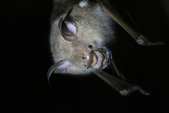 Macronycteris commersonii