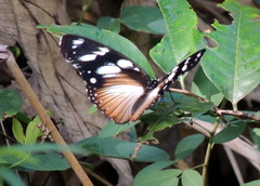 Hypolimnas anthedon anthedon