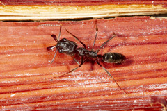 Odontomachus brunneus