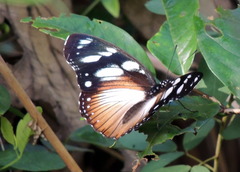 Hypolimnas anthedon anthedon