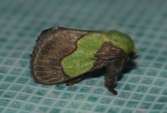 Aergina hilaris