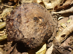 Pluteus concentricus