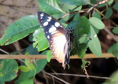 Hypolimnas anthedon anthedon