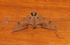 Ambulyx substrigilis