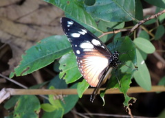 Hypolimnas anthedon anthedon