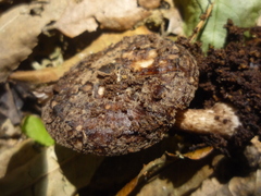 Pluteus concentricus