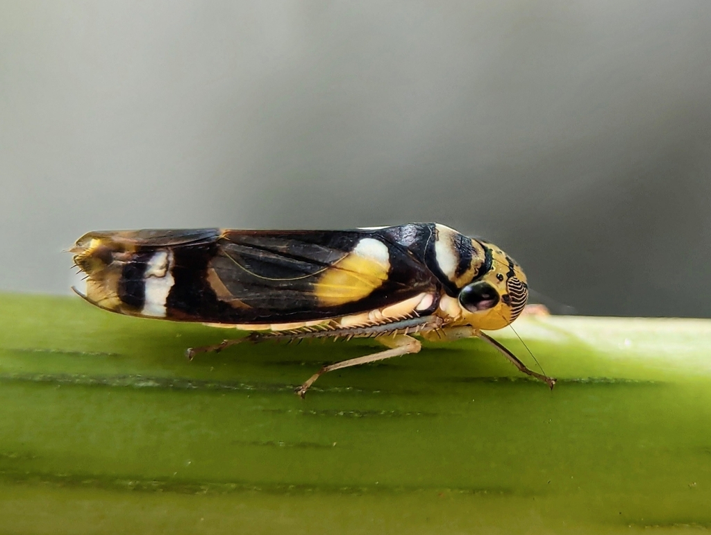 Dilobopterus stolli