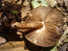 Pluteus concentricus