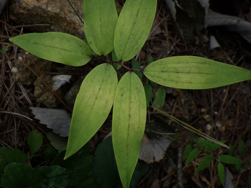 Polygonatum lasianthum iNat (3)