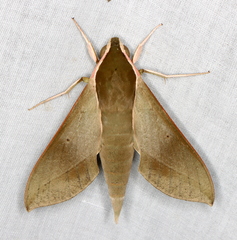 Theretra indistincta