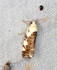 Acontia nivipicta