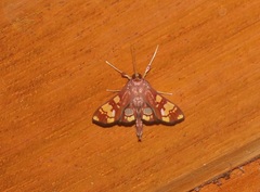 Chalcidoptera emissalis
