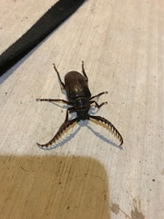 Prionus californicus