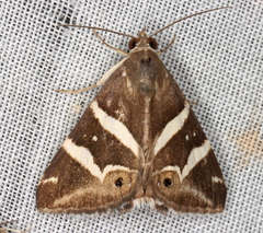 Grammodes pulcherrima