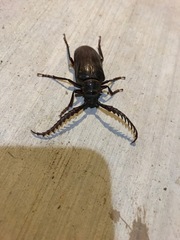 Prionus californicus