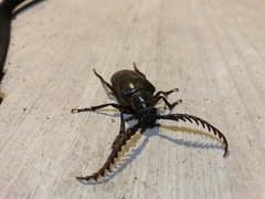 Prionus californicus