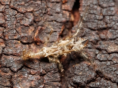 Stenolemus fraterculus