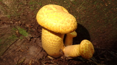 Gymnopilus orientispectabilis