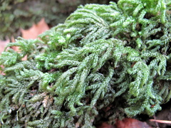 Thamnobryum alleghaniense