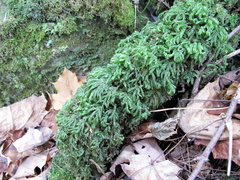 Thamnobryum alleghaniense