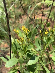 Senecio microglossus