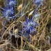 Eryngium ovinum - Photo (c) Matthew Lincoln, algunos derechos reservados (CC BY-NC), subido por Matthew Lincoln