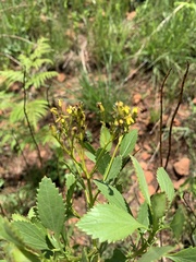 Senecio microglossus