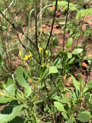 Senecio microglossus