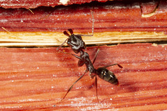 Odontomachus brunneus