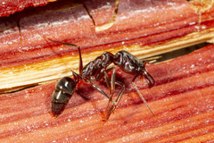 Odontomachus brunneus