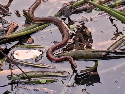 Painted Keelback