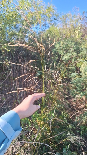 Achnatherum pekinense (Achnatherum pekinense)