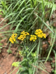 Nidorella auriculata