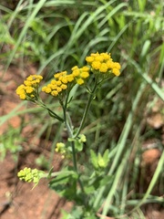 Nidorella auriculata