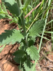 Nidorella auriculata
