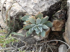 Echeveria strictiflora